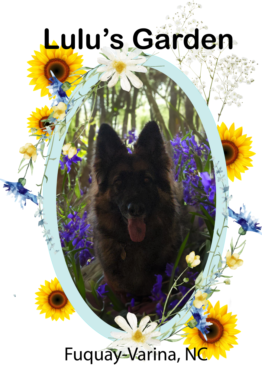 Lulu the shepherd